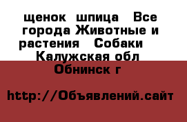 щенок  шпица - Все города Животные и растения » Собаки   . Калужская обл.,Обнинск г.